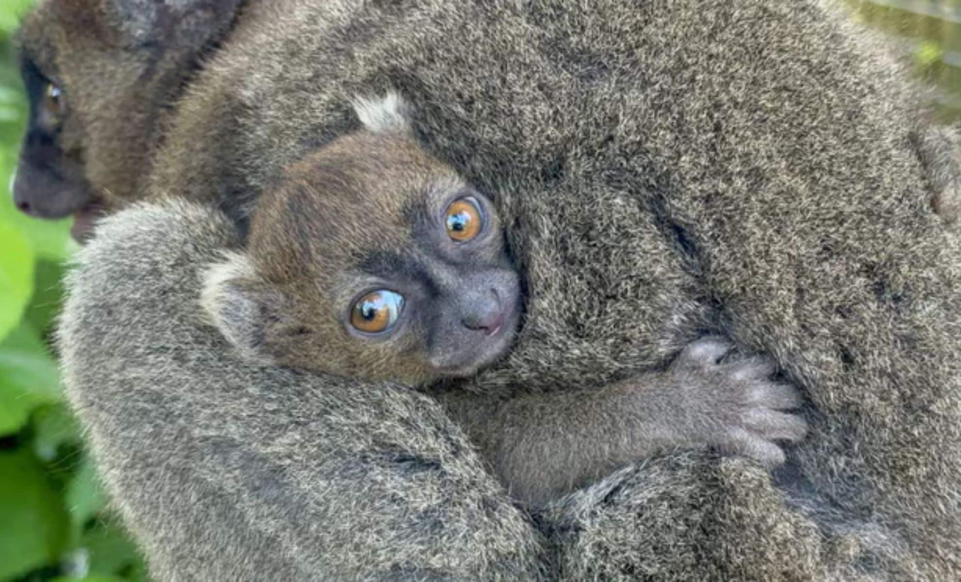 Cotswold Wildlife Park Celebrates Rare Birth Of Critically Endangered Lemur