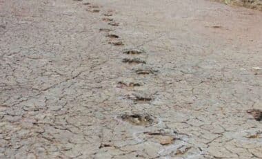 Epic Discovery Dinosaur Footprints Unearthed On Opposite Sides Of The Atlantic Link Ancient Continents