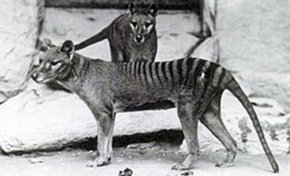 From Extinction To Resurrection Groundbreaking Genetic Discovery Brings Tasmanian Tiger Revival Within Reach