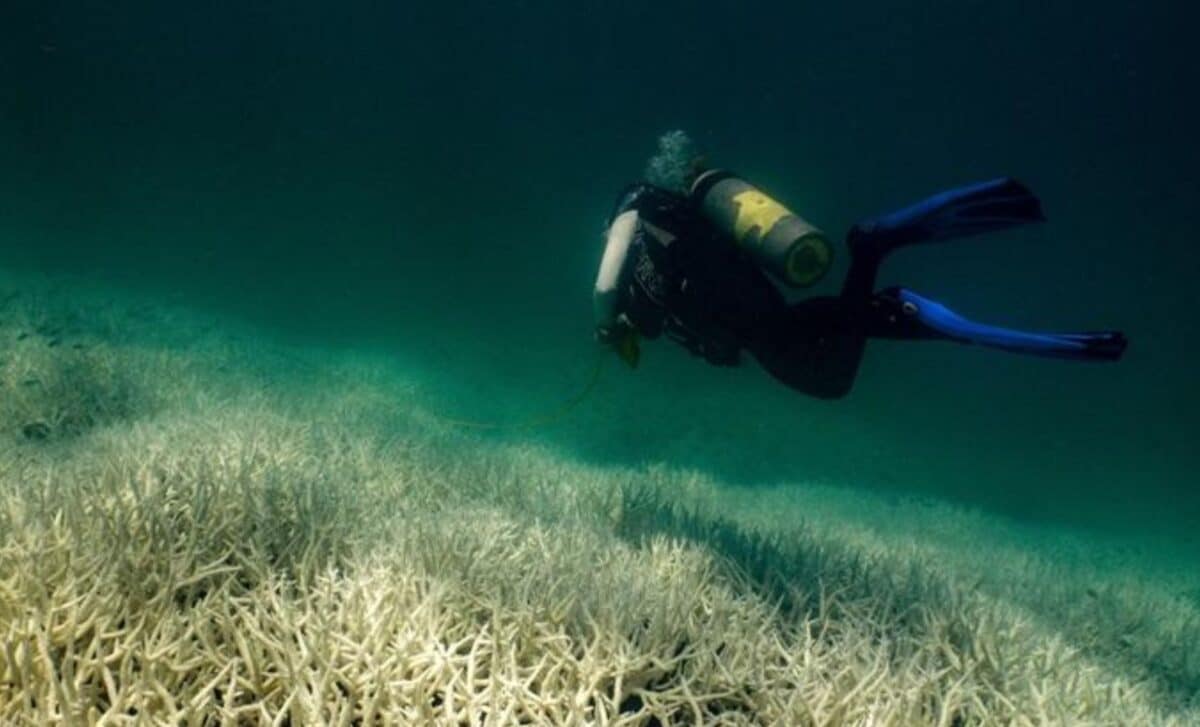 Great Barrier Reef Faces Severe Threat From Record Ocean Temperatures