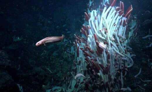 Hidden World Uncovered Scientists Discover Thriving Ecosystem Beneath Ocean’s Seafloor