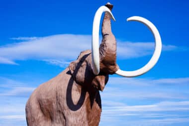 Mammoth Cemetery Reveals Hidden 220000 Year Old Treasures Unexpected Archaeological Finds