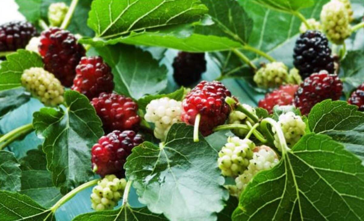 Mulberries The Superfruit For Collagen Support And Inflammation Relief