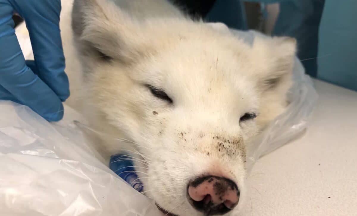 Mysterious Arctic Fox Found In Portland Baffles Experts