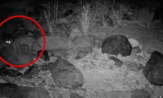 Mysterious Wild Cat Caught On Camera In Arizona Desert After 50 Year Disappearance