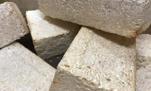 Nasa Advances Fungal Habitats For Sustainable Living On Moon And Mars
