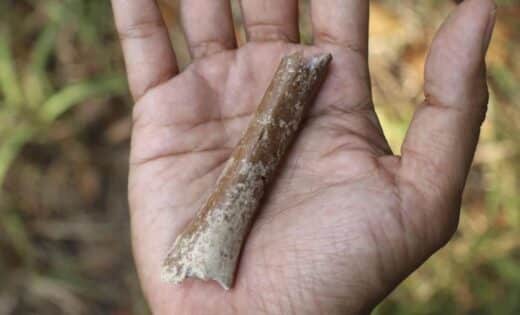 New Research Reveals Miniature Ancestors Of 'hobbit' Homo Floresiensis In Indonesia