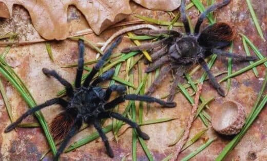 New Tarantula With Fiery Orange Backside Found In Arizona’s Enchanted Mountain Wilderness