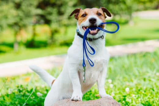 Perfect Dog Walk Duration How Long Should You Walk Your Furry Friend
