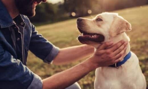 Scientists Reveal Dogs Are Entering A New Phase Of Evolution