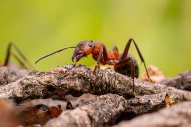 Scientists Reveal Staggering Number Ants Earth Count Will Amaze You
