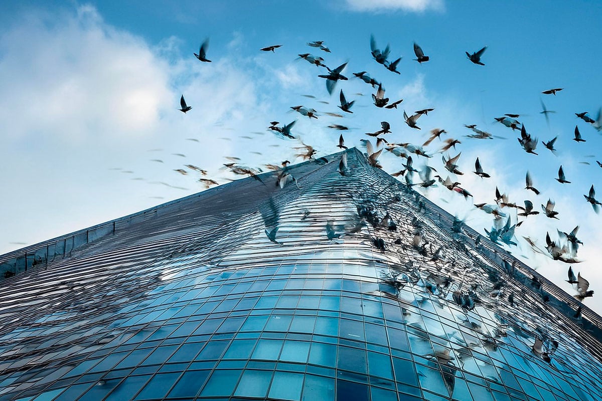 Tragic Bird Collision 1000 Birds Die Crashing Building Raising Environmental Concerns