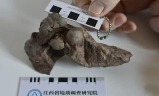 World's Smallest Dinosaur Egg Unearthed In China, Rewriting The Story Of Ancient Life