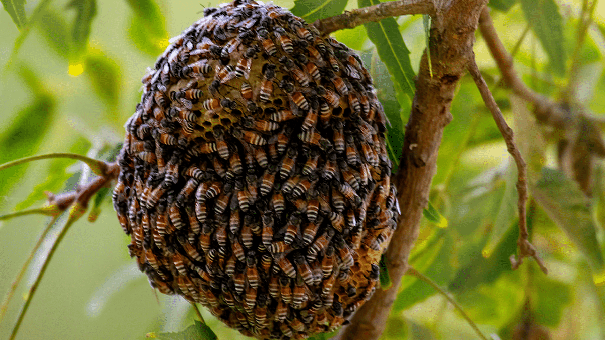 First Europe Alarming Discovery Invasive Red Dwarf Bee Colony
