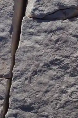 Body And Trace Fossils Left By Quaestio, Both Around 2 Inches In Diameter. The body fossil can be seen near the top of the image, while the trace is the smooth impression at the bottom. Scott Evans