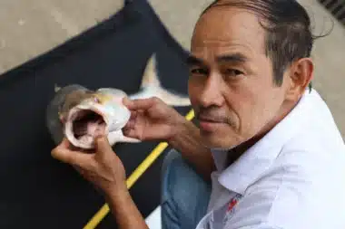 The Giant Salmon Carp Has Been Rediscovered In Cambodia. Chhut Chheanawonders Of The Mekong